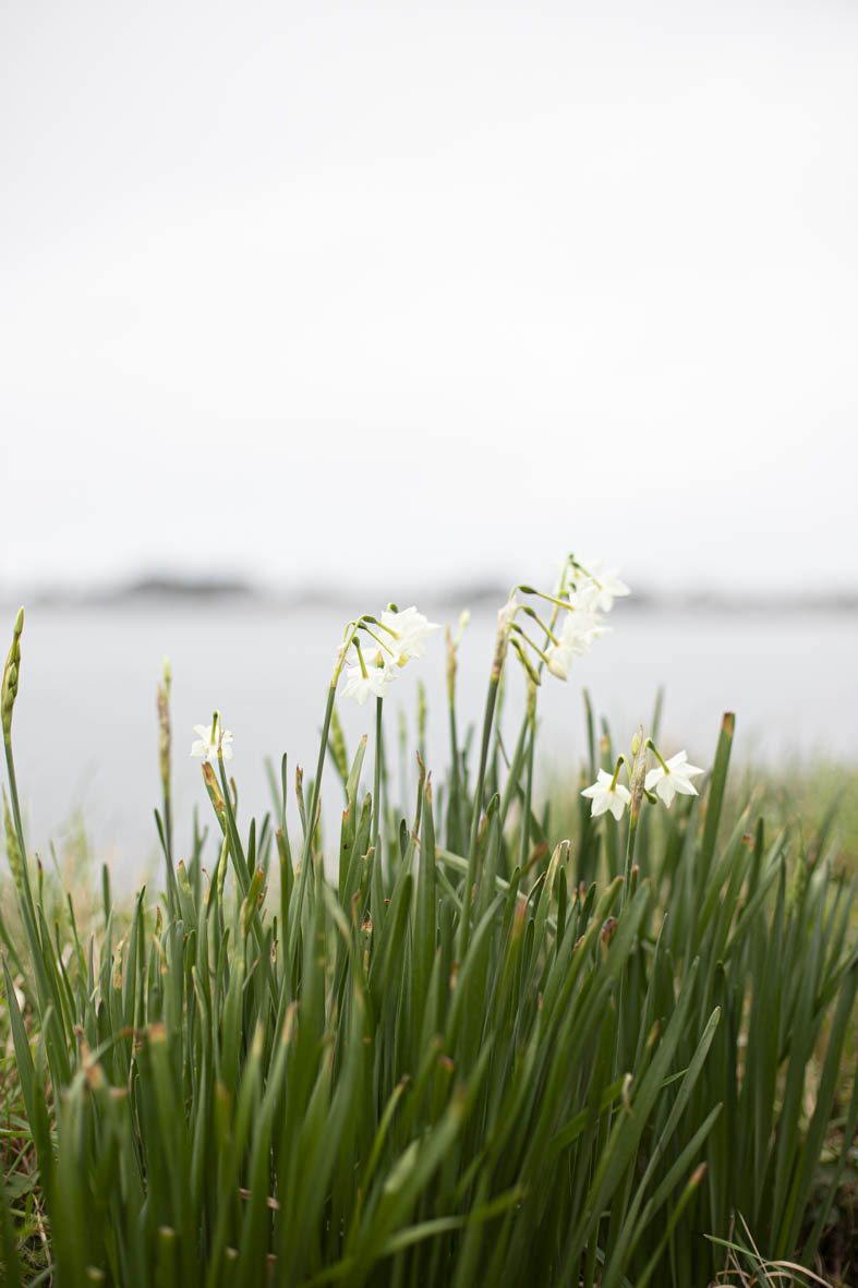 fleurs de l'Aber Wrac'h